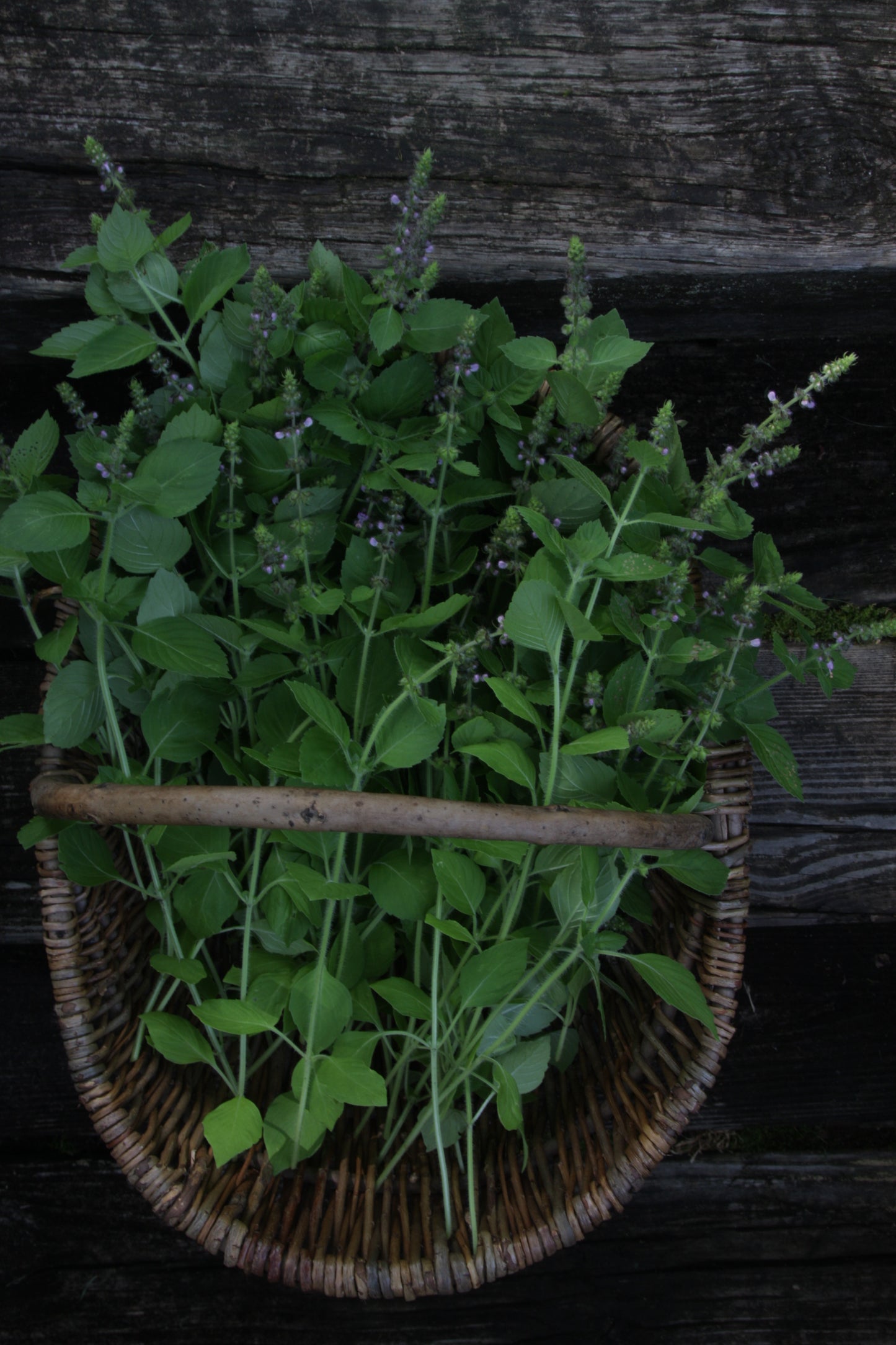 Pure Holy Basil (Tulsi) Hydrosol - Facial Tonic