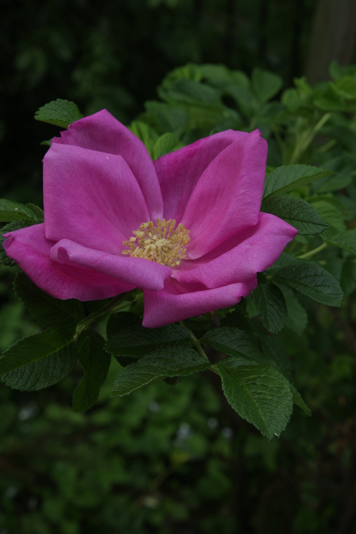 Radiance Face Oil - Rosehips & Petals
