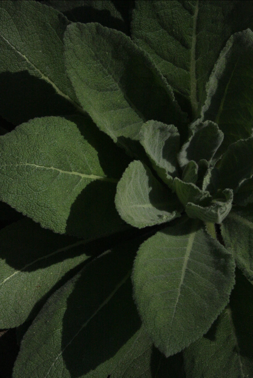 Mullein Leaf Tincture - Respiratory Support