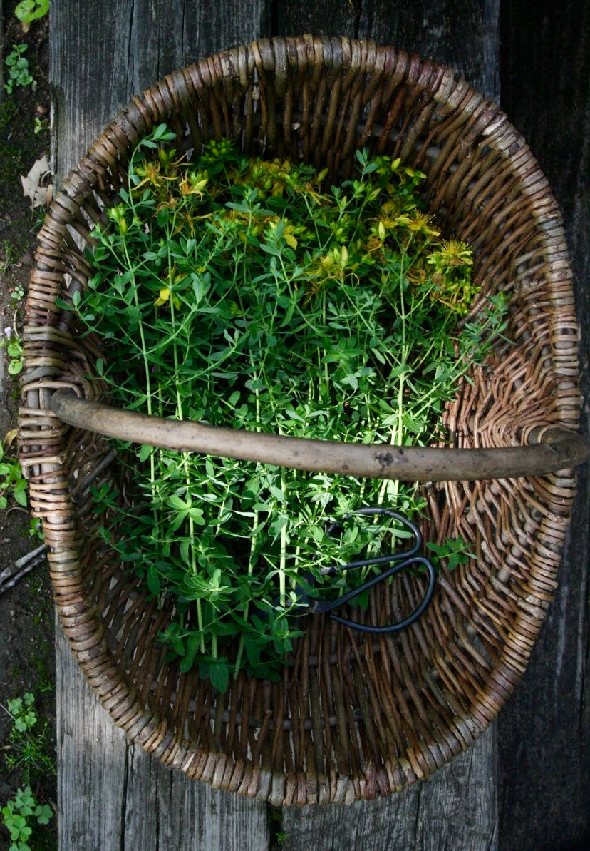 St. John’s Wort Oil - Soothing and Calming