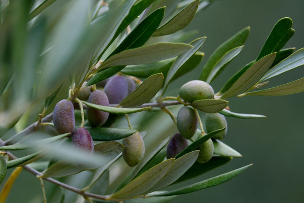 Olive Leaf: Potent Antioxidant & Anti-Aging Action
