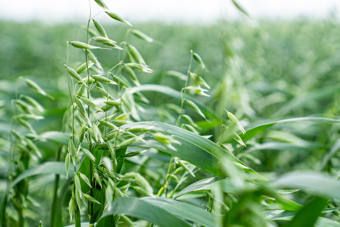 Green Oat Grass: The Ultimate Soothing Secret for Your Skin