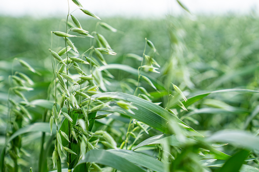 Green Oat Grass: The Ultimate Soothing Secret for Your Skin