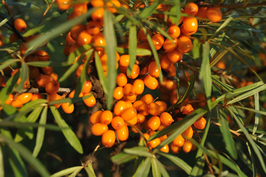The Ultimate Skin Superfood: Why We Picked Sea Buckthorn for Our Rosehip Serum+