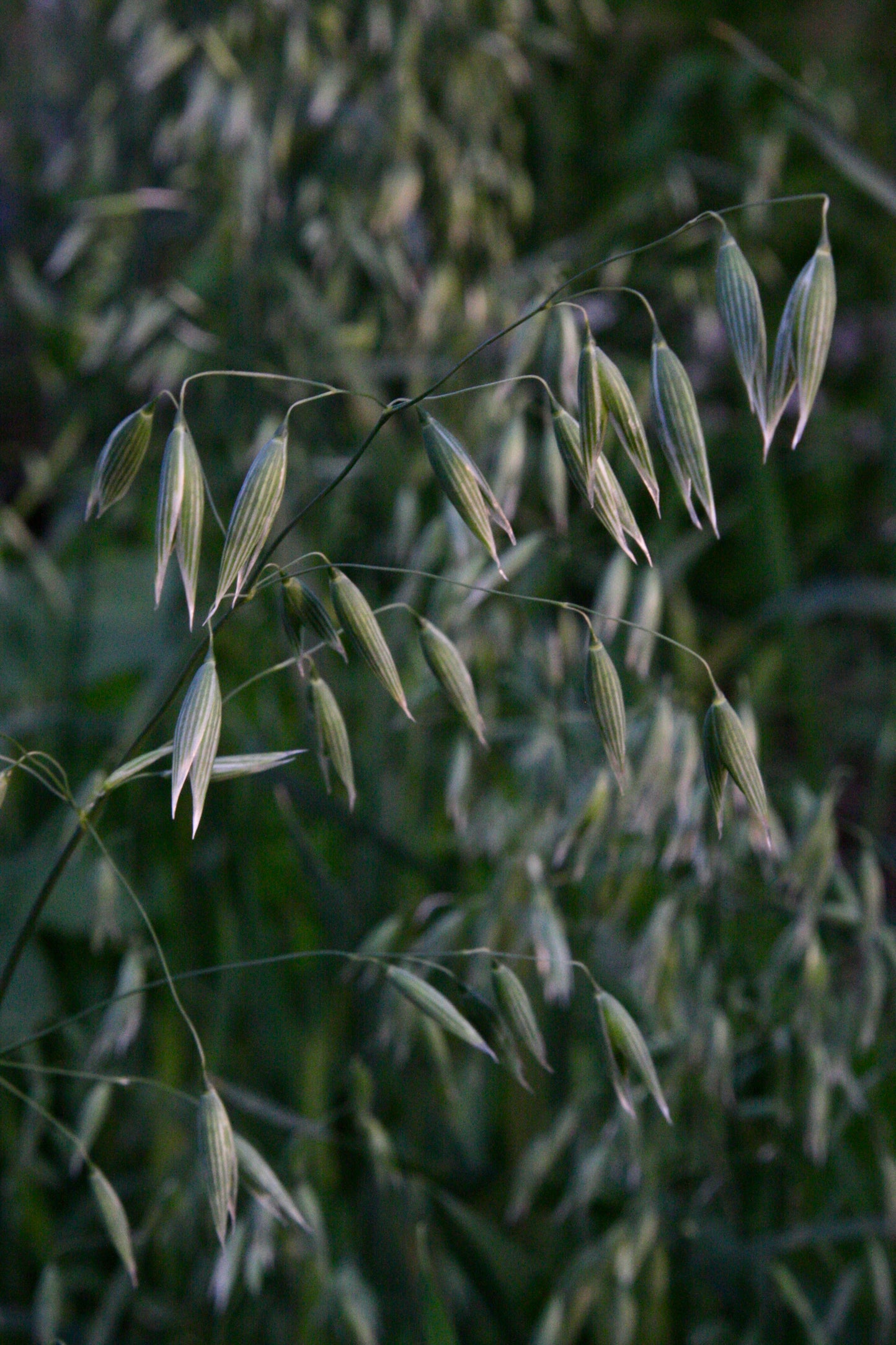 Serenity Tonic - Fresh Milky Oats Tincture