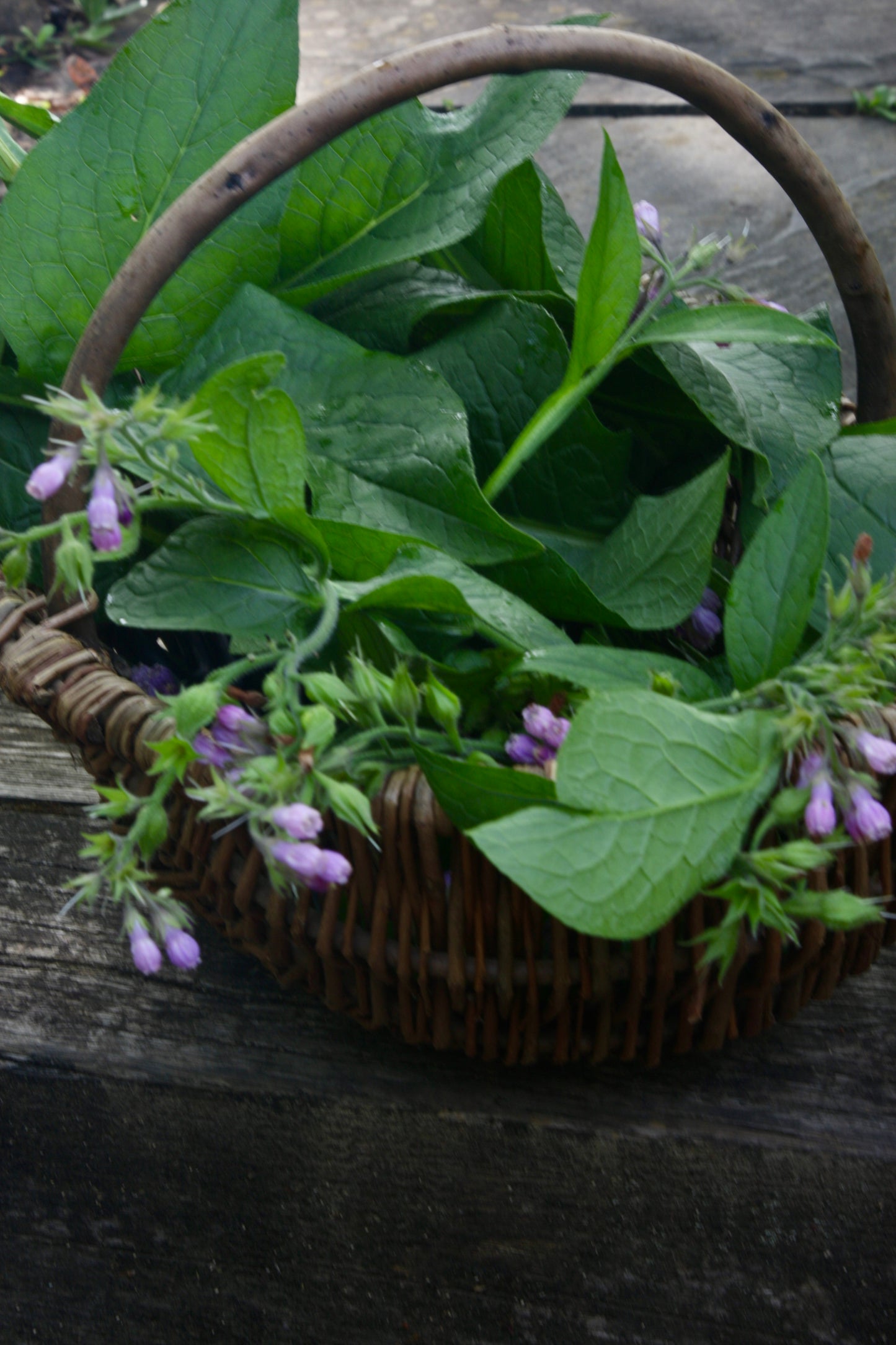 Healing Comfrey Oil-Muscle, Tissue, Injury Recovery