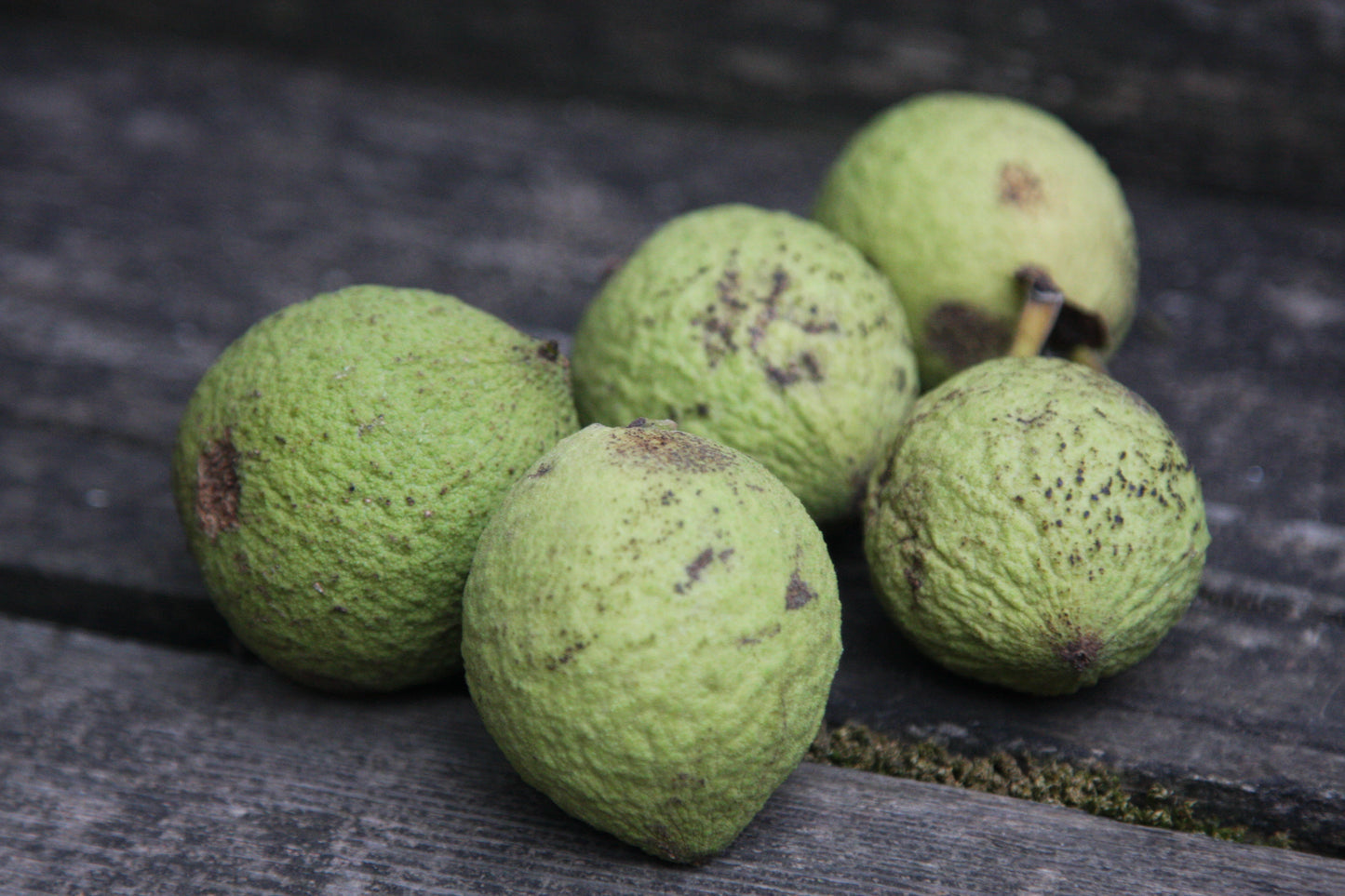 Black Walnut Tincture