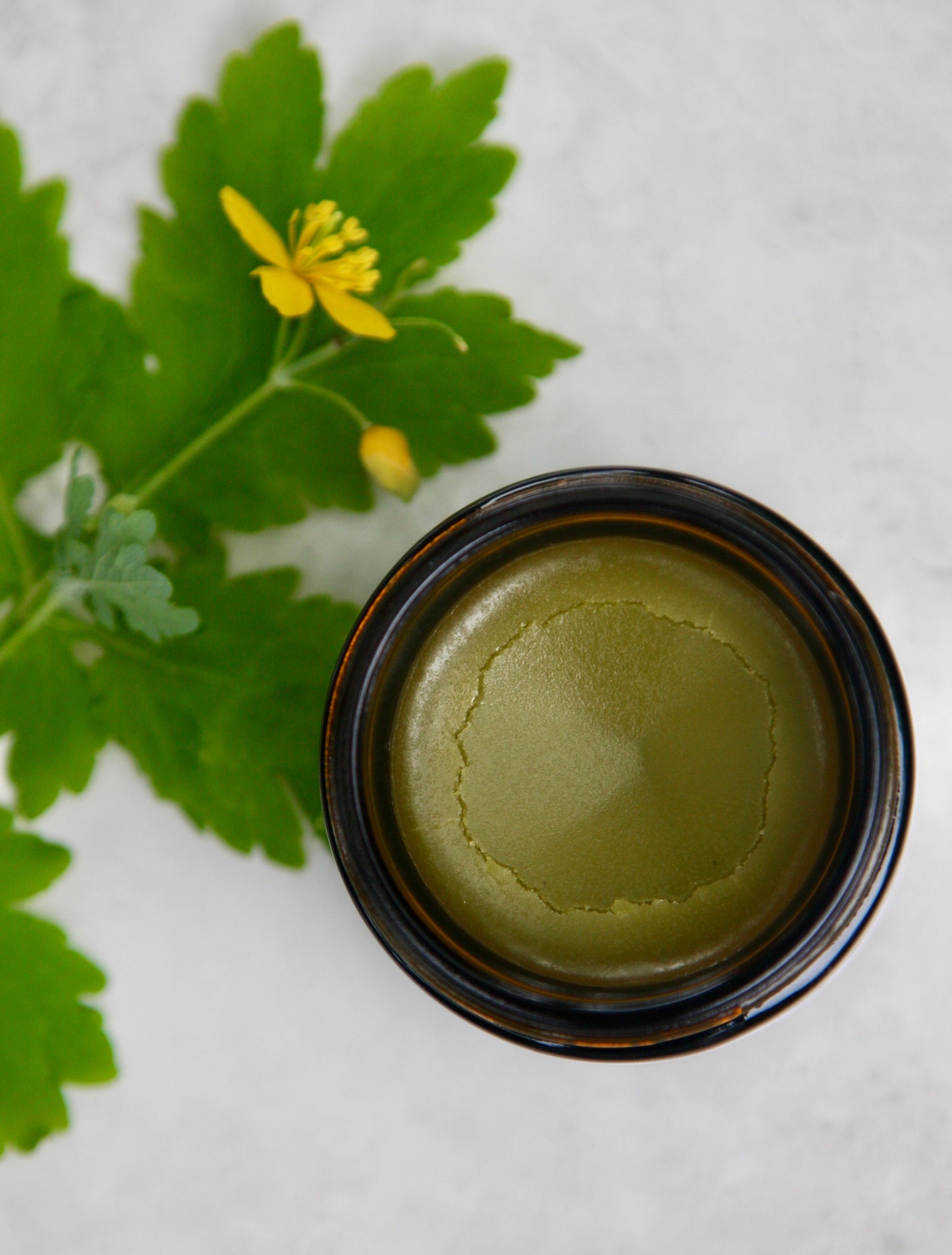 Celandine Skin Restorative Salve