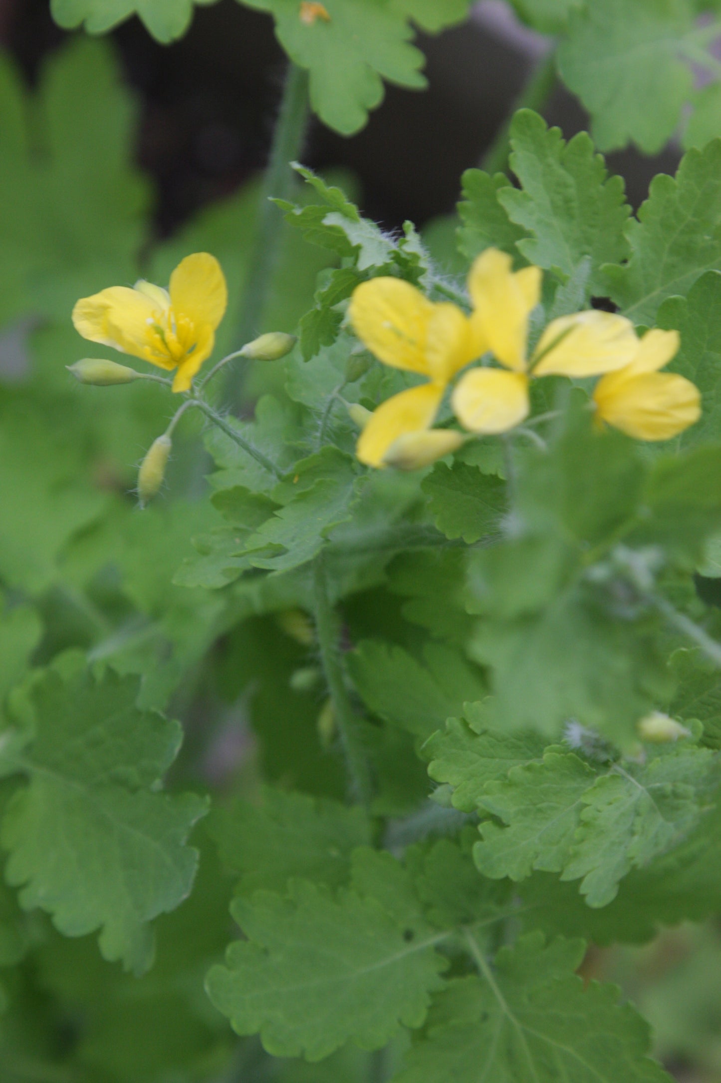 Celandine Skin Restorative Salve