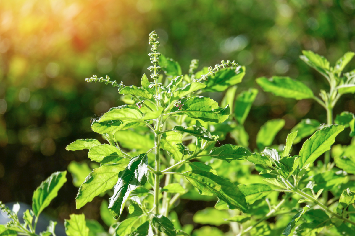 Healthy & Fresh Deodorant w/Ayurvedic Basil and Green Clay